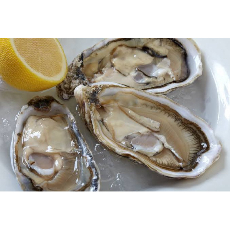 

Extra Oyster