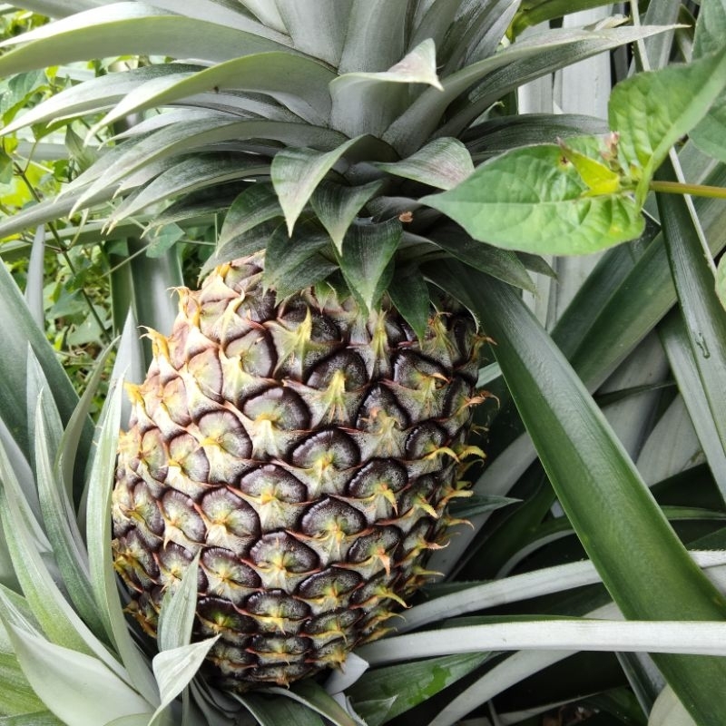

NANAS MADU SUPER MANIS