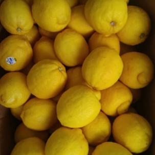 

Jeruk Lemon Import / Jeruk Murah - 500gr