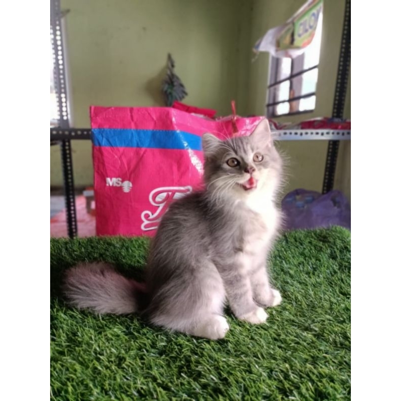 store_persia.peaknose.flatnose.exotic.himalaya.persialonghair
