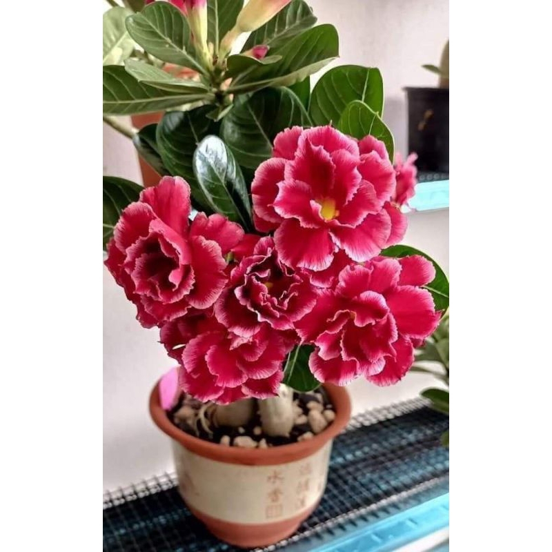 bibit bunga kamboja jepang bunga tumpuk adenium Ungu;'/ adenium cabang seribu tinggi Tanaman Hidup
