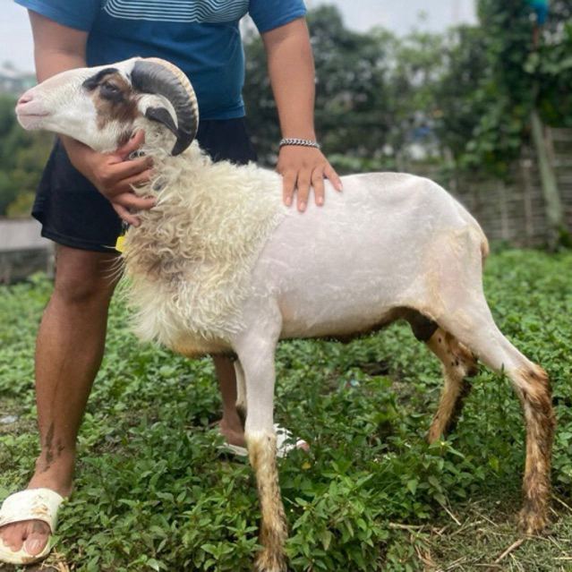 

Domba aqiqah kambing aqiqah domba hidup kambing qurban kurban aqiqah