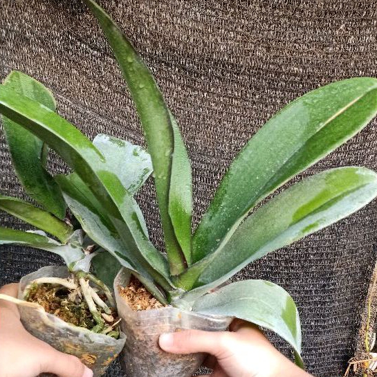 Bundling Anggrek Bulan Jumbo Pasca Bunga