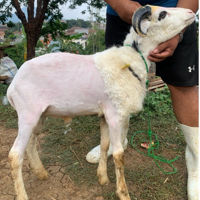 Domba jantan hidup kambing aqiqah domba kurban Bandung petet