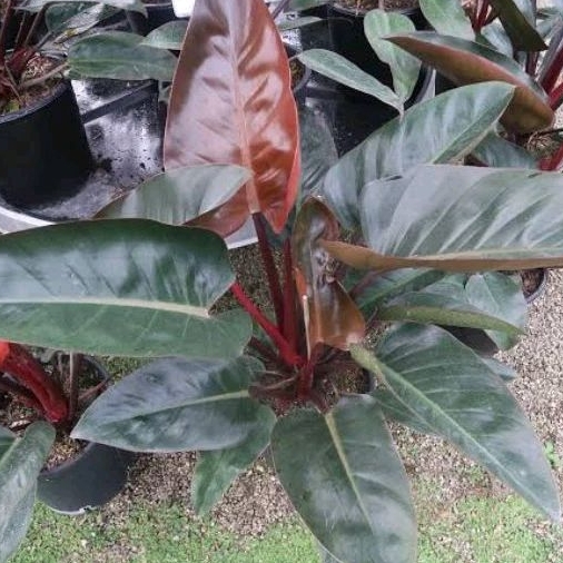 Tanaman Hias Philo Red Kongo - Philodendrone Red Congo - Philo Rojo Kongo - Philo Kongo Mini