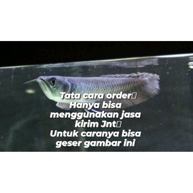 Fishgoshop  Arwana Silver Red  Brazil 112 CM free packing ART K3P7