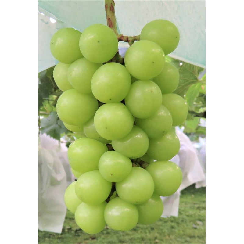 Bibit Anggur Import Shine Muscat Grafting