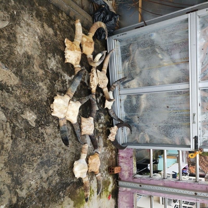 tanduk sapi pajangan