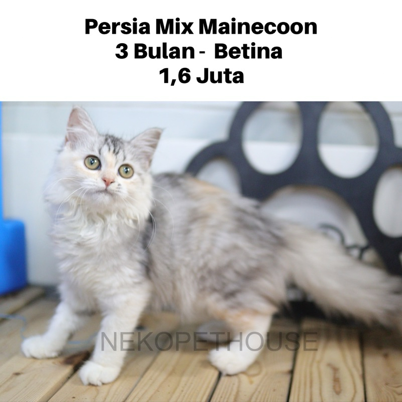 Persia Longhair Mix Mainecoon