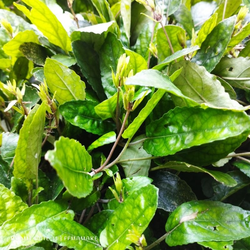 

DAUN GEMPUR BATU 500GR