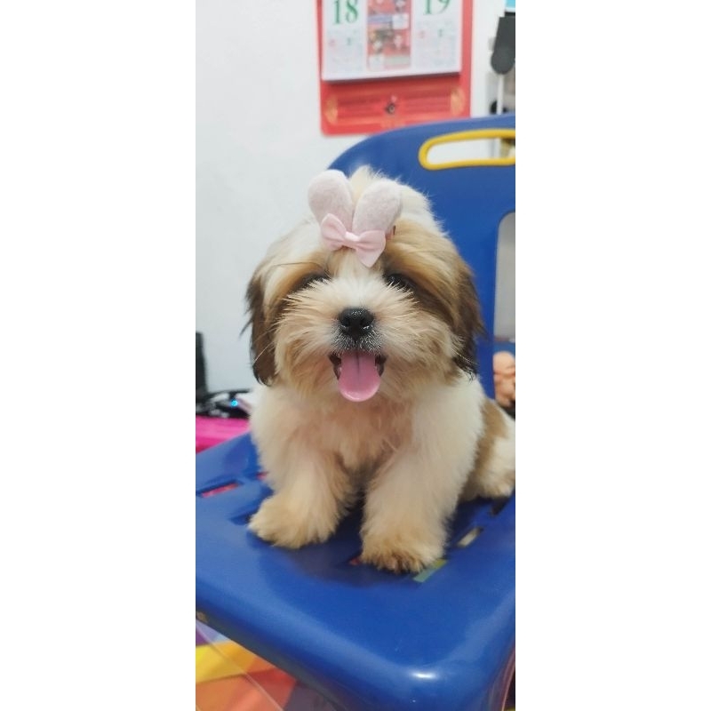 anakan anjing shitzu only medan