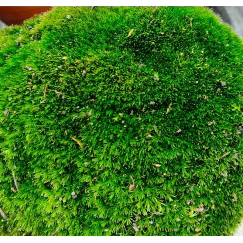 Lumut hidup 250 grm - lumut media tanam anggrek