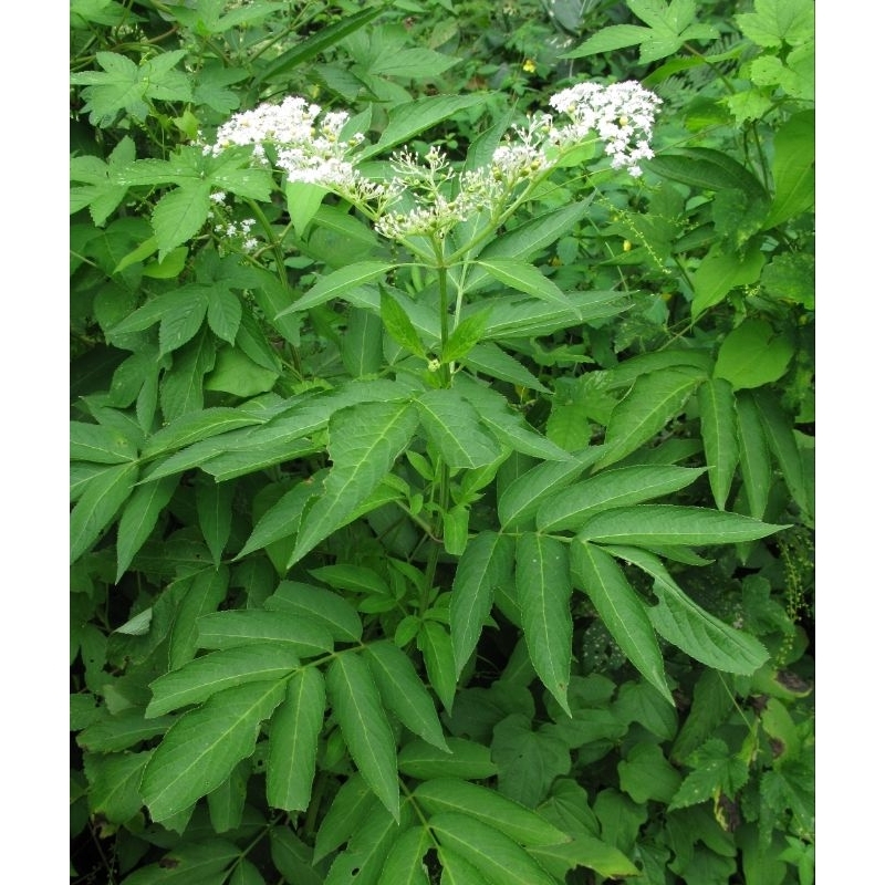 

Daun sangitan daun sambucus javanica segar 1 kg