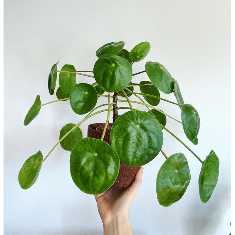 Tanaman Hias Chinese Money Plant/Peperomia Pilea - Pilea Peperomia