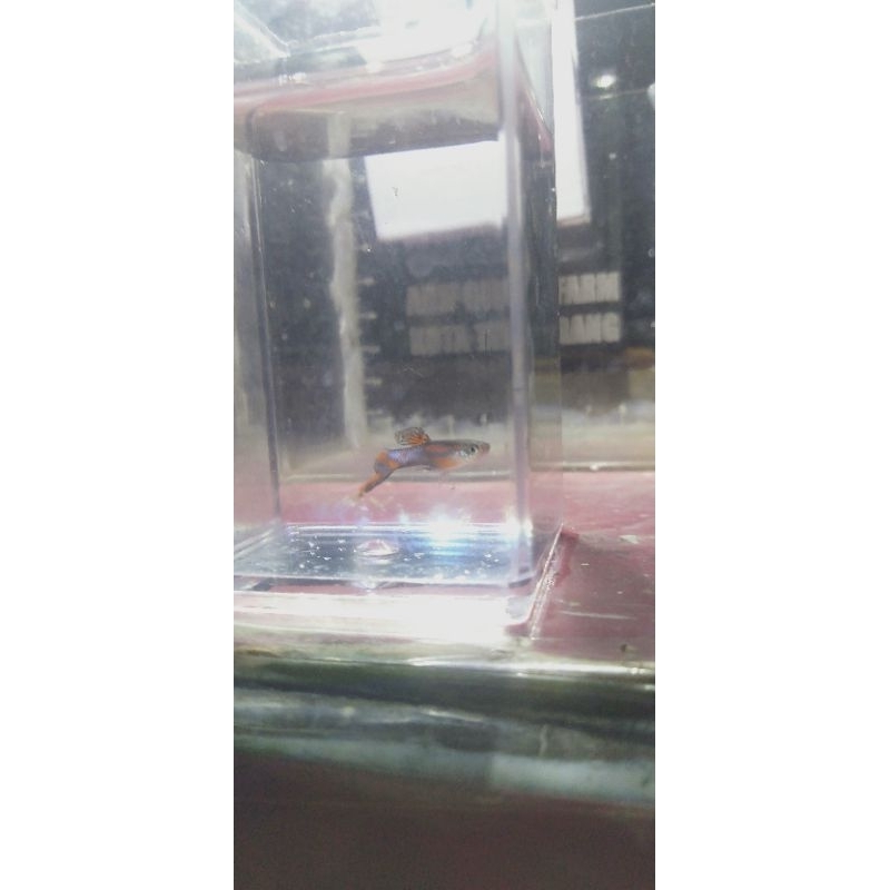 Blue Star Endler Sepasang