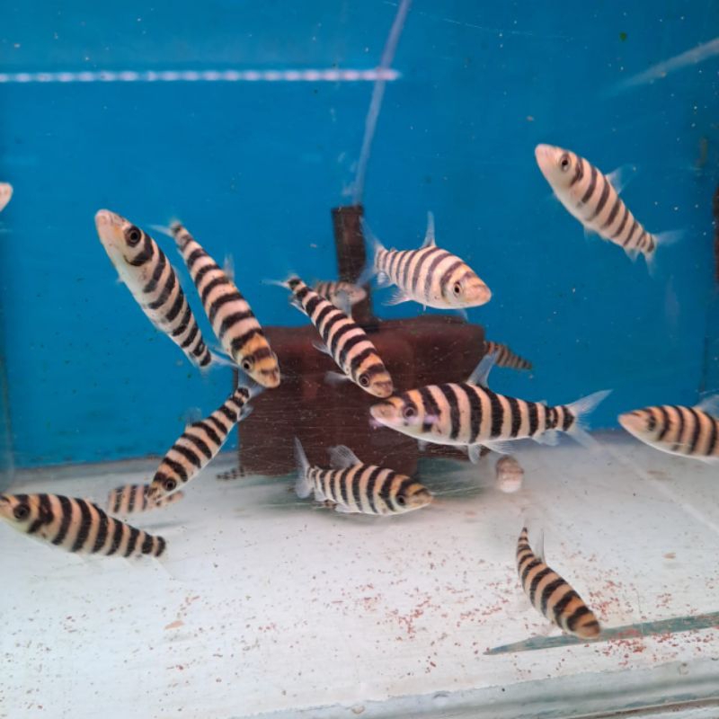 ikan hias air tawar  - BLACK BANDED LEPORINUS/ IKAN KAOS KAKI -+ 4cm