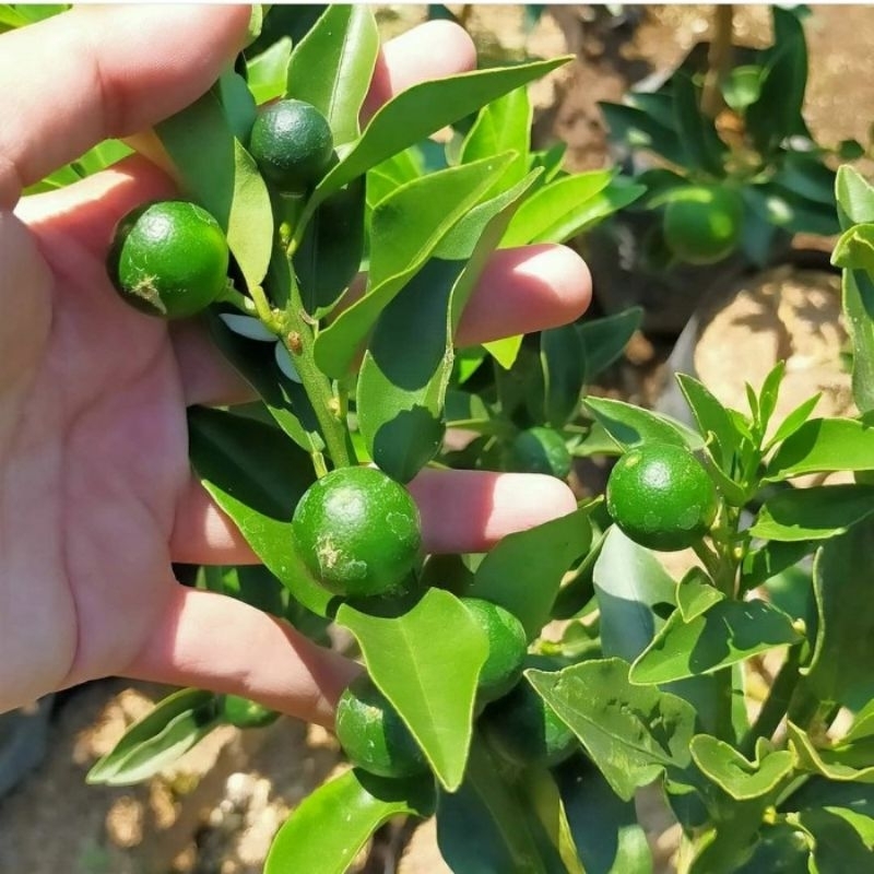 Bibit Jeruk Tongheng/Kimkit Sudah Berbuah