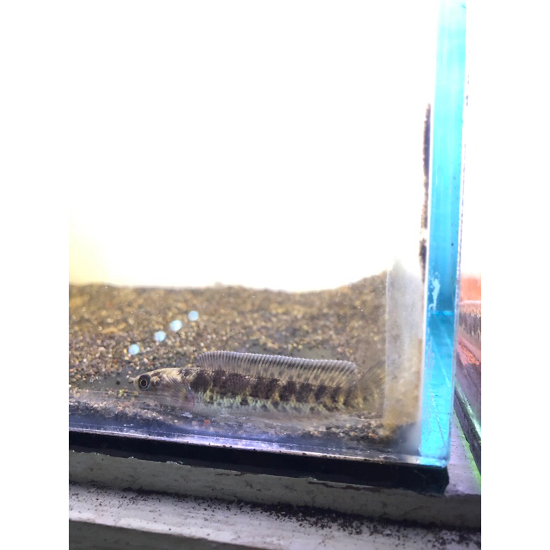 auranti cb sapuran 5cm dorpol