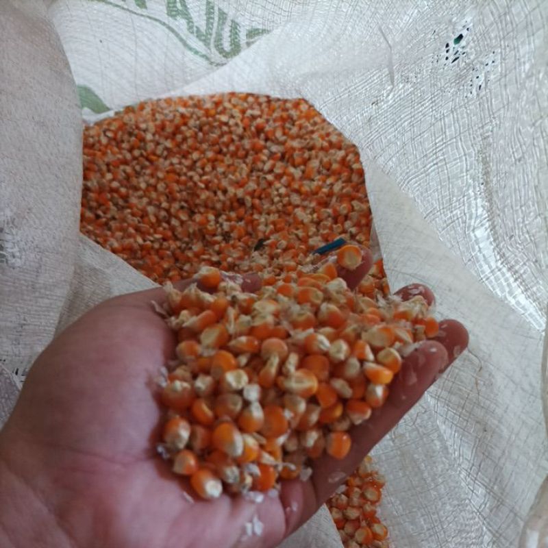 

Jagung Pipil