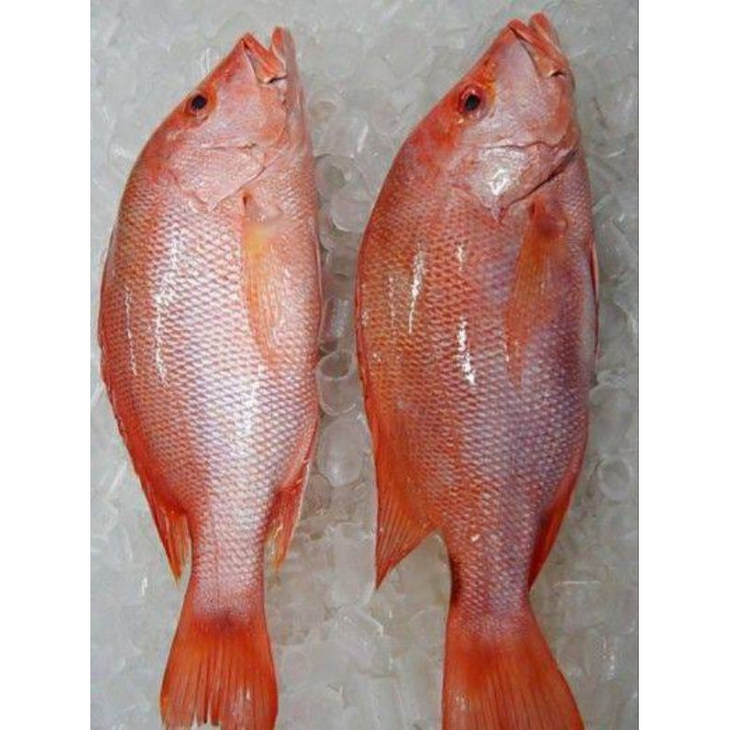 

kakap merah