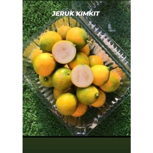 

jeruk kimkit /jeruk yang dimakan sma kulitnya