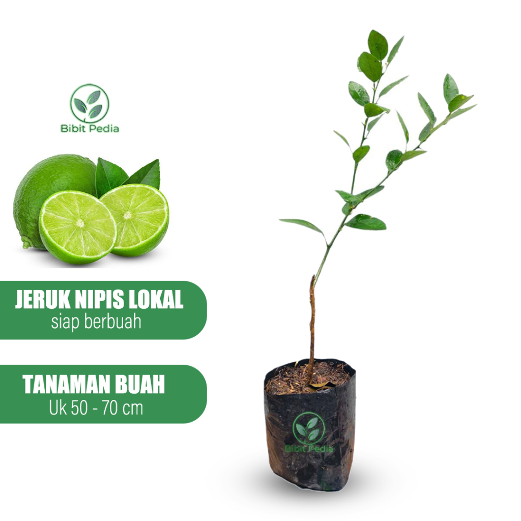 Bibit Jeruk Nipis Tanaman Buah Jeruk Nipis Hasil Okulasi Cepat Berbuah