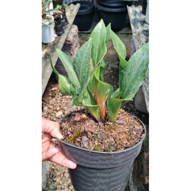 Jemani Obor Merah Besar