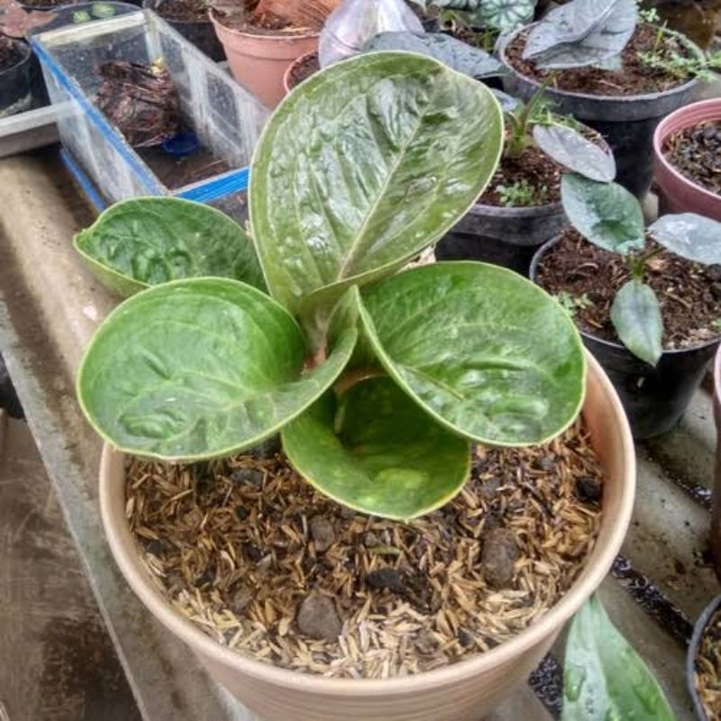 Jemani Mangkok Pluto remaja