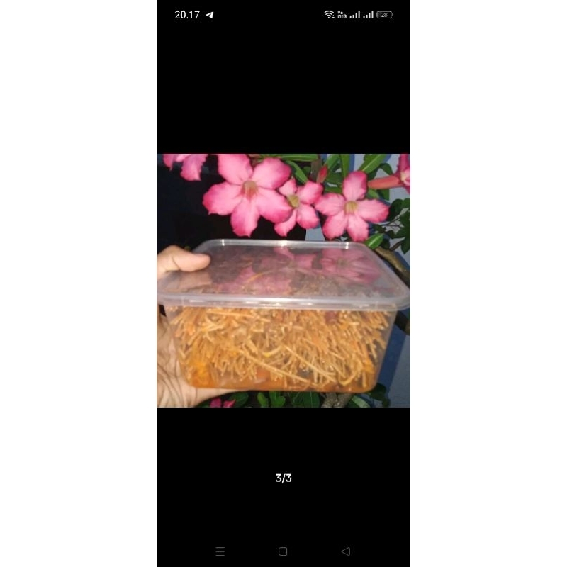 

Biting Ngluget Tepak Besar