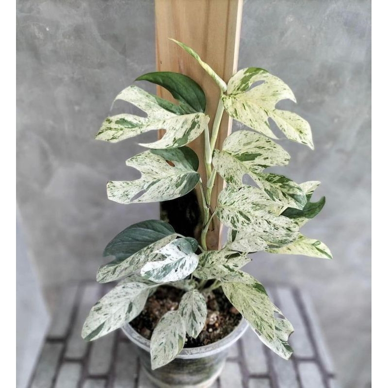 PROMO Tanaman hias monstera rhapidopora tetrasperma-monstera-tamaman (tanaman hidup-bunga hidup Besa