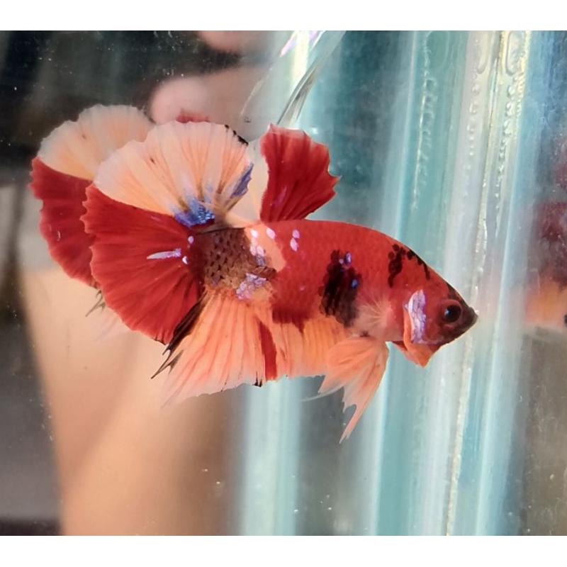 Cupang hmpk nemo koi