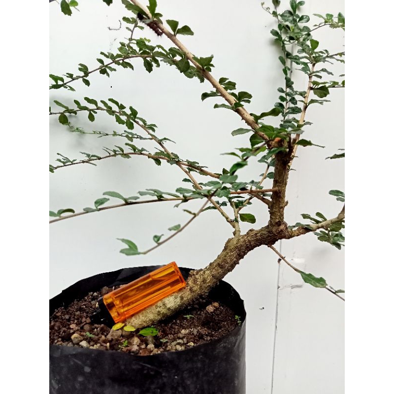 hokiantea import real pick