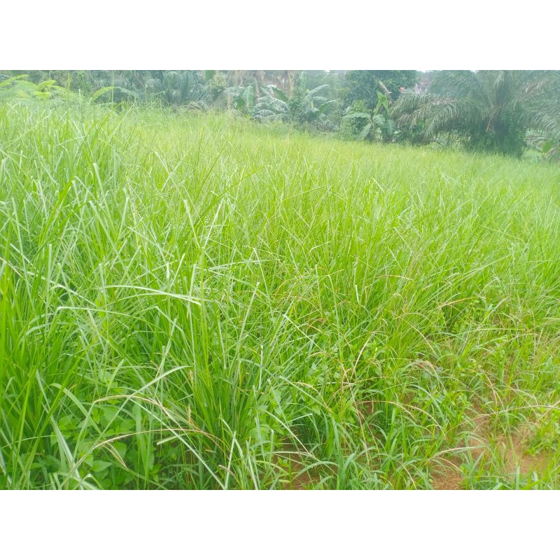 TANAMAN BIBIT VERTIVER AKAR WANGI