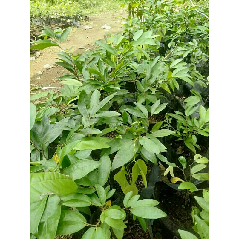 Bibit pohon namnam Tanaman Buah namnam namute Puti Ajeng Arepa