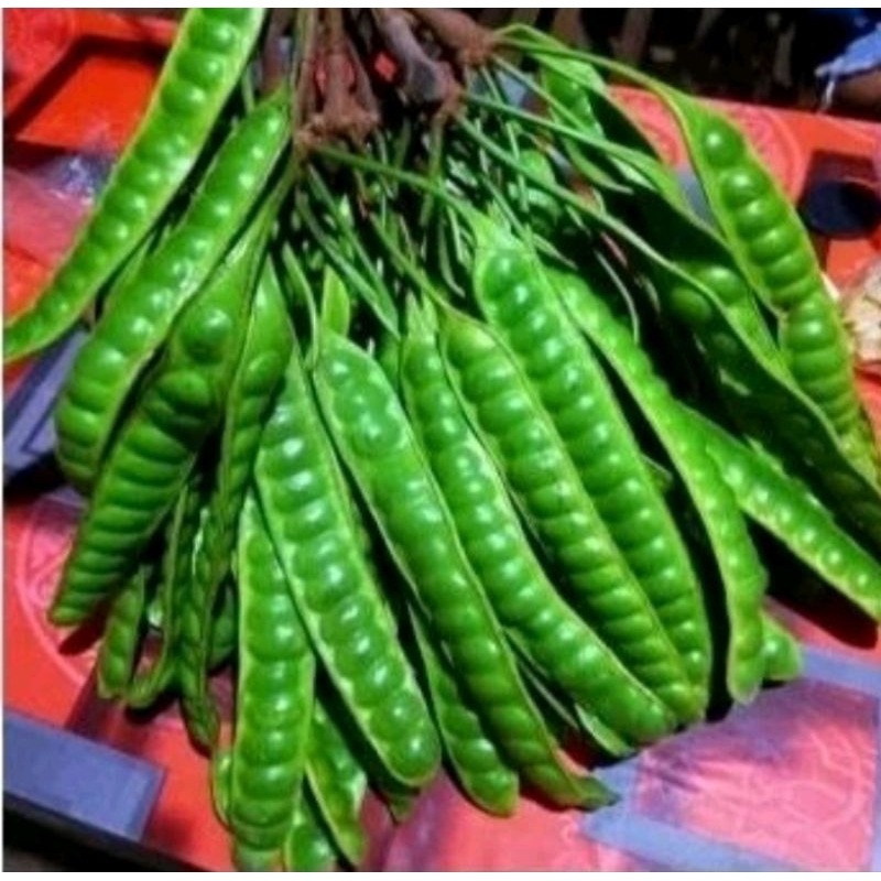 

PEROMO! PETE PETEY SUPER TUA PER 5 PAPAN/LONCOR