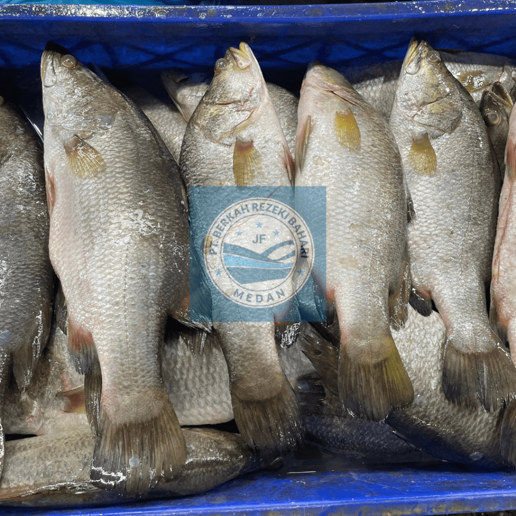 

Ikan Siakap Segar per kg