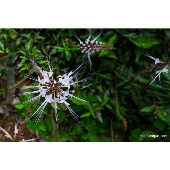 

DAUN HERBAL