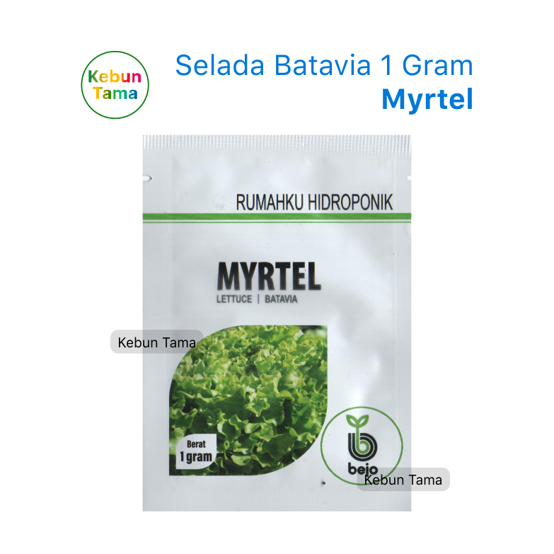 Benih Selada Batavia Myrtel Bejo Seed Isi 1 Gram Lettuce Batavia