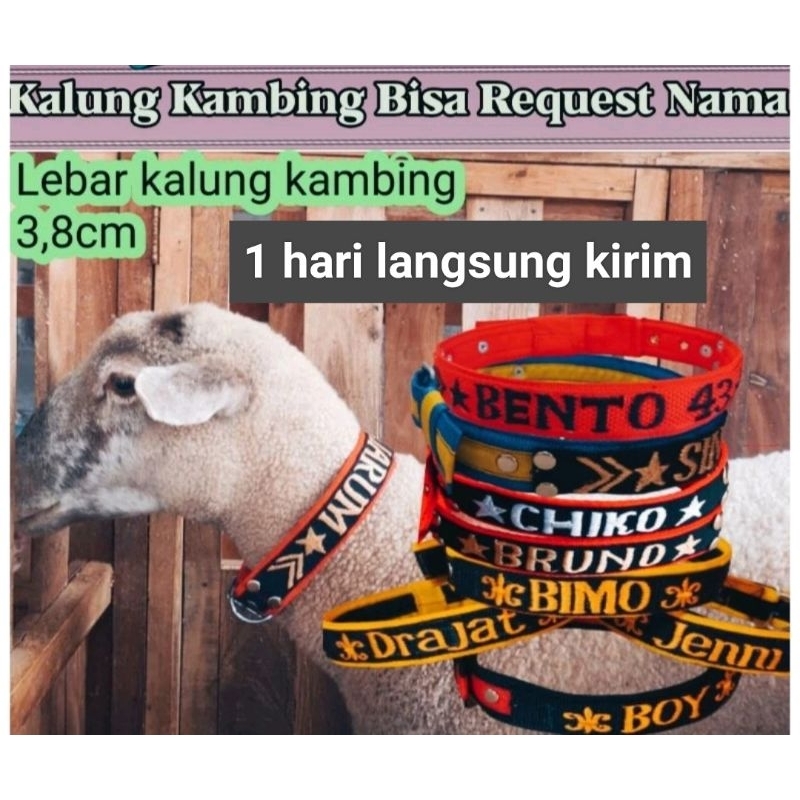 KALUNG KAMBING SUPER