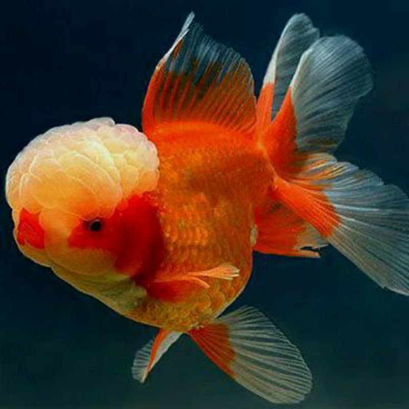 ORANDA RED SOLID GRADE A&F1