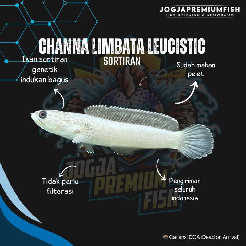 

STIKER LIMBATA LEUCISTIC