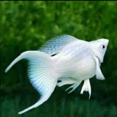 ikan hias molly platinum / ikan molly putih albino / ikan moly albino platinum / ikan molly platinum