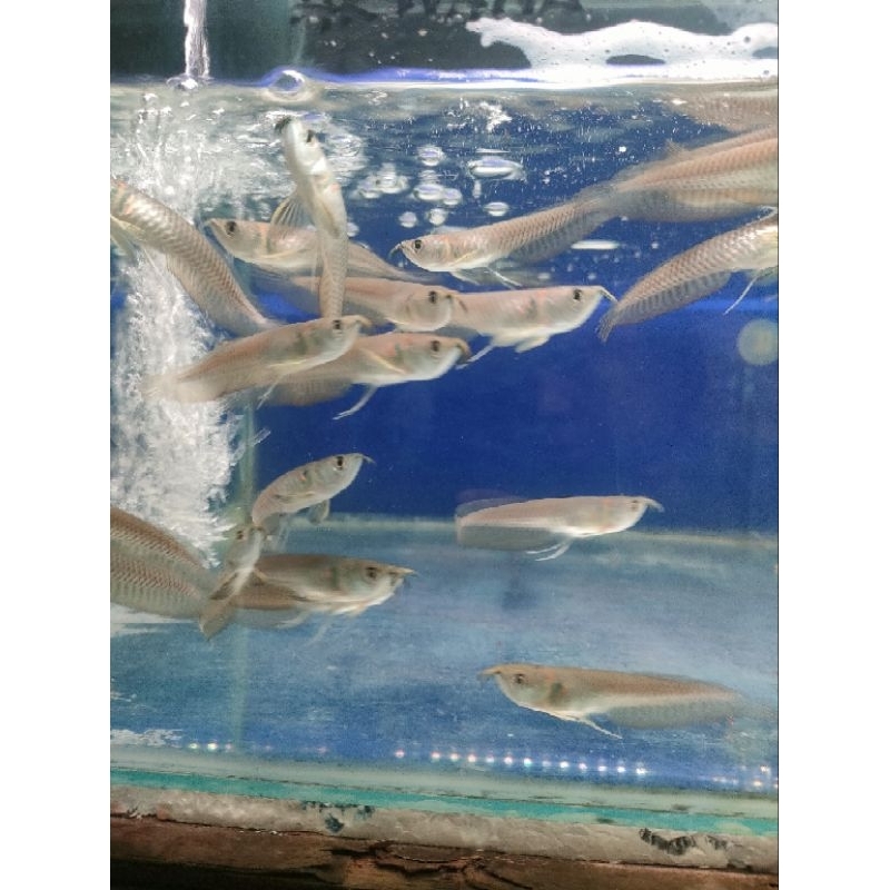 promo 100rb dapat 2 ikan hias air tawar arwana silver red /silver brazil serat merah ukuran 9-10 cm,sehat mulus no-minus garansi 100%