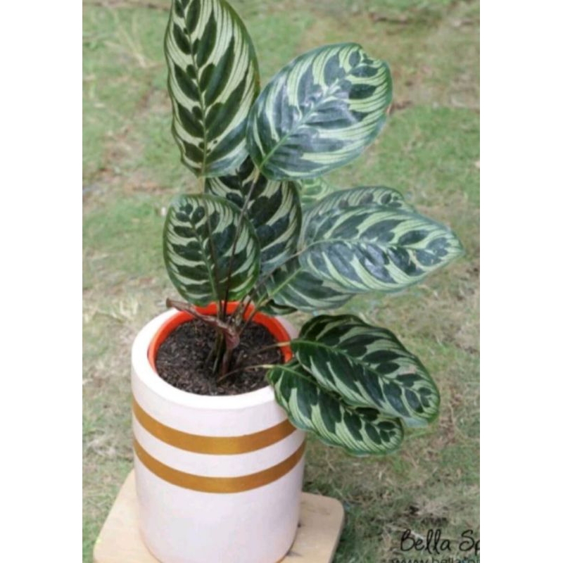 tanaman hias calathea merak/calathea peacock