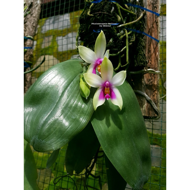 Phalaenopsis bellina sp