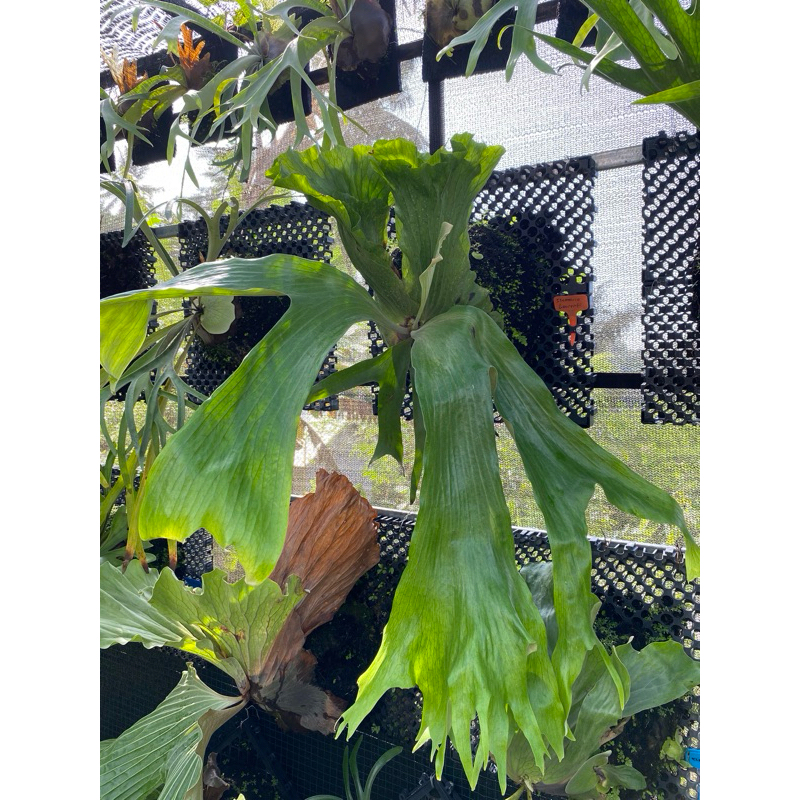 Platycerium Stemaria Laurentti induk