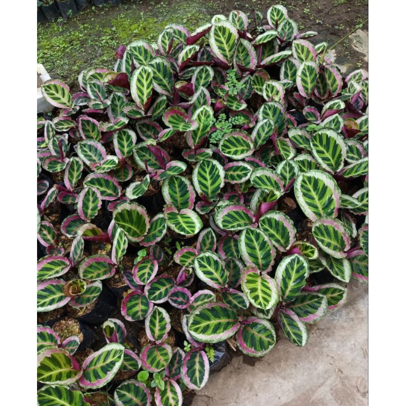 Tanaman Calathea Sintia pink dewasa