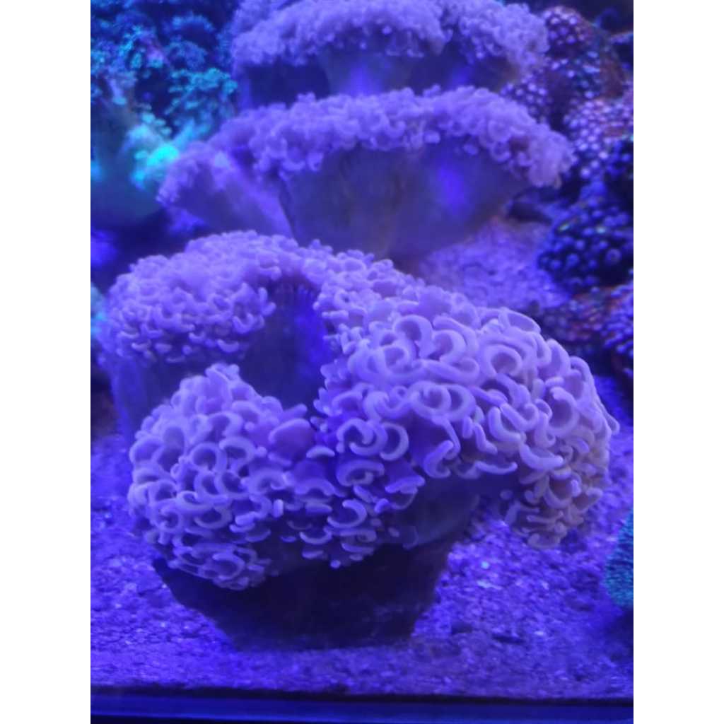 Siwalan ORANGE [Koloni] - Orange Hammer Coral