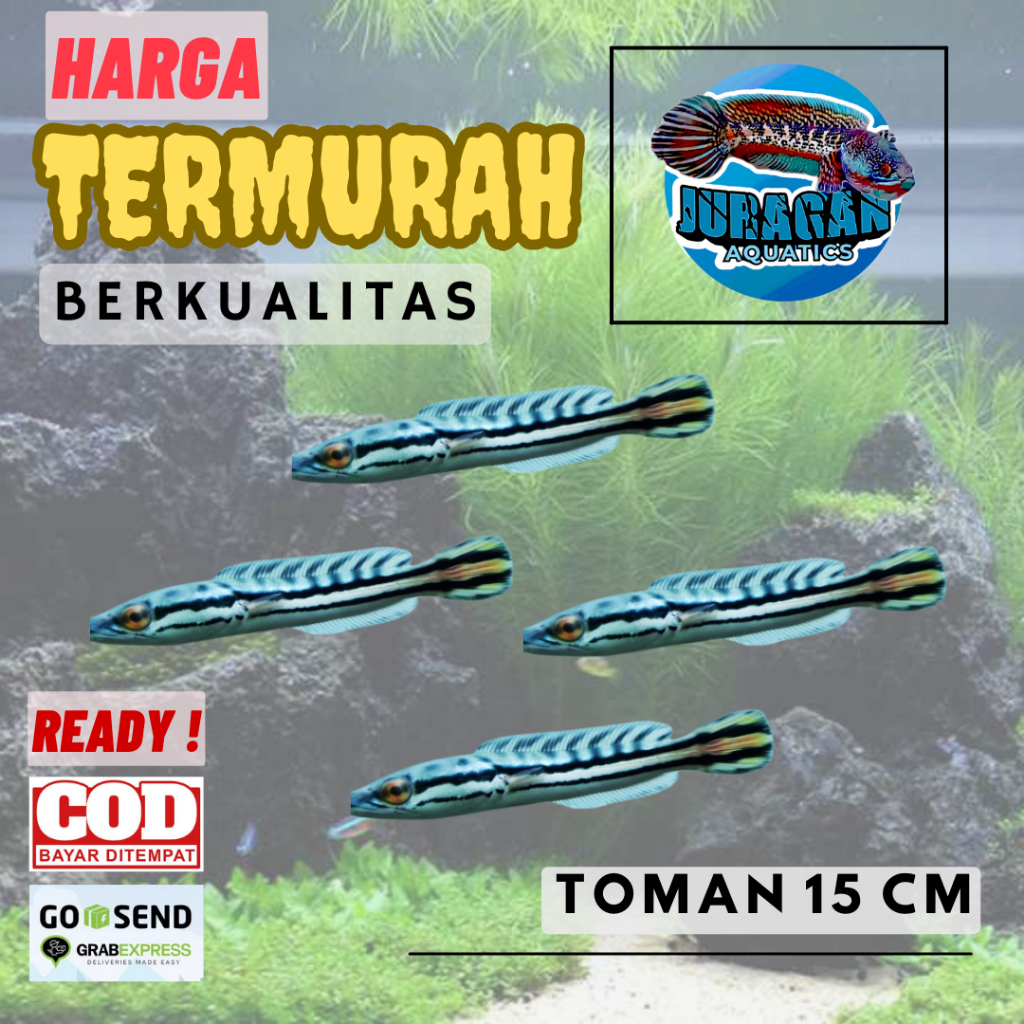 Anakan Ikan Toman Gabus Hias 6-8cm - Anakan Gabus Toman - Channa Toman Ukuran Kecil