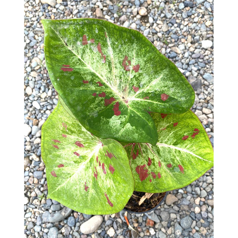 Caladium H02,  daun tebal batang kokoh